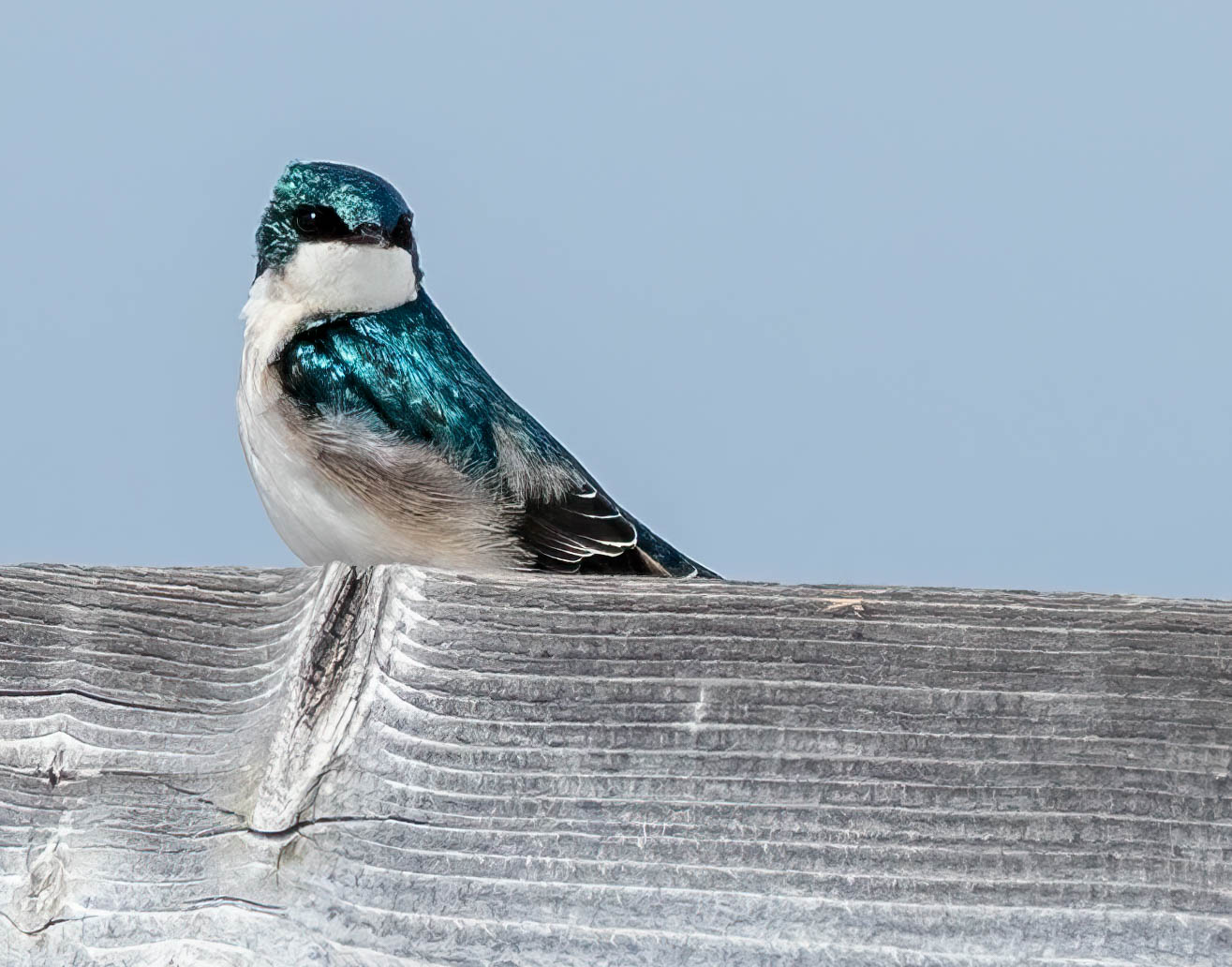 Tree Swallow tight crop